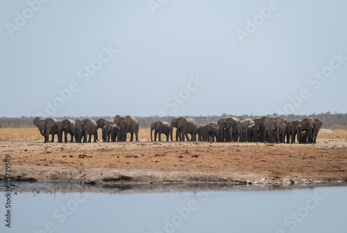 Wallpaper Mural African Elephant lining up ready to stir up Mud and Water at a waterhole in Etosha National Park, Namibia, Africa Torontodigital.ca