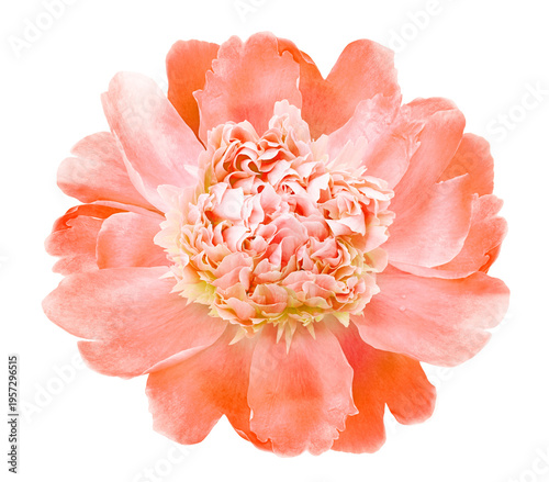 Peony flower  on  isolated background with clipping path. Closeup. For design. Transparent background	