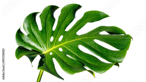 Lush vibrant green tropical Monstera deliciosa leaf with unique natural fenestrations