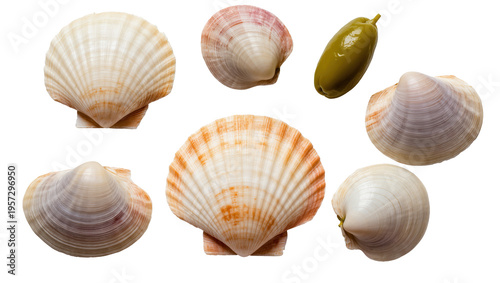 Vibrant assortment of natural marine seashells presented with a single green olive.