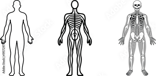 Diagram showing human body systems: outline, nervous system, and skeletal illustrating anatomy for medical and educational purposes
