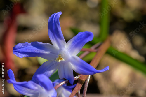 Hyazinthe