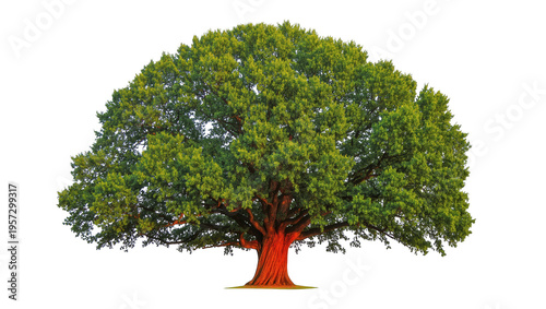 Foto Grand old broadleaf tree with rich green leaves and a strong, gnarled red trunk