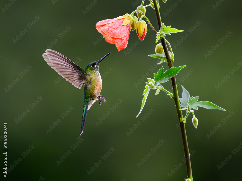 Fototapeta premium Female Long-tailed Sylph Hummingbird Hovering Near Orange Flower