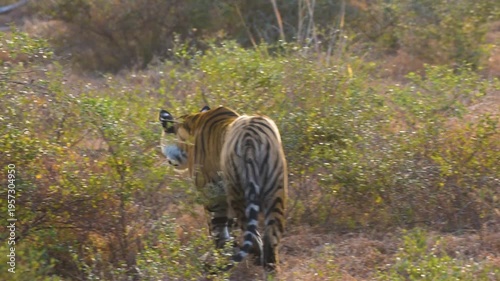 Royal Bengal Tigress Hunting in Grassland at Panna Tiger Reserve Morning Safari
