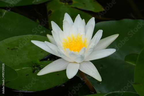 Quadro su tela Whiter Water Lily-Nymphaea 'Virginia'; virginia white waterlily, nymphaea alba l