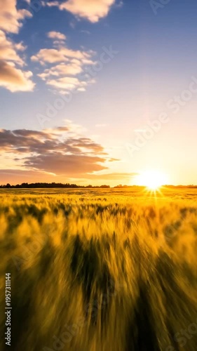 Wallpaper Mural A serene sunset over a vast, golden wheat field with a partly cloudy sky Torontodigital.ca