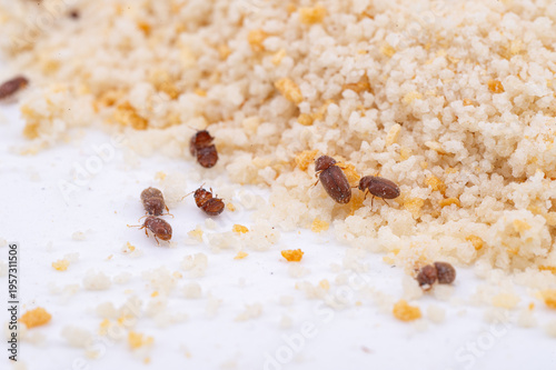 Cigarette beetle (Lasioderma serricorne) infesting breadcrumbs as a stored food pest, Sagunto, Valencia, Spain.