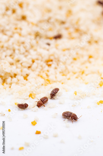 Cigarette beetle (Lasioderma serricorne) infesting breadcrumbs as a stored food pest, Sagunto, Valencia, Spain.