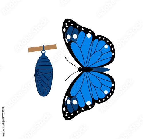 Butterfly Emerging from Chrysalis Isolated on White Background, Blue Morpho Butterfly and Pupa for Metamorphosis and Nature Science Illustration