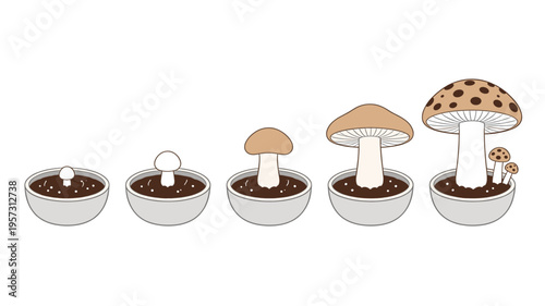 Five Stages of Mushroom Growth Cycle in Pots Isolated on White Background, From Small Sprout to Mature Spotted Fungi for Educational Botanical Illustration