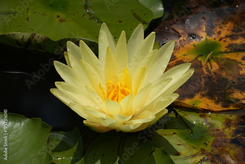 Obraz na plátne Yellow Water Lily under the sun-Nymphaea Mexicana Zucc