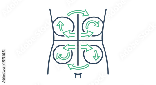 Abdominal Quadrants Diagram with Circulation Arrows: Medical Illustration