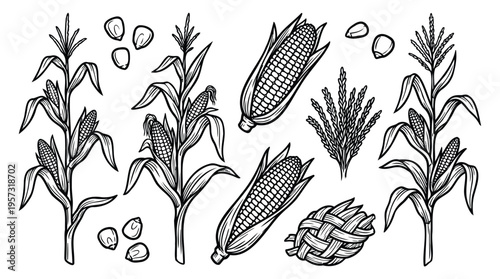 Detailed hand-drawn collection of corn elements in a rustic, vintage style, featuring whole plants, husked cobs, and scattered kernels for agricultural and food-themed designs