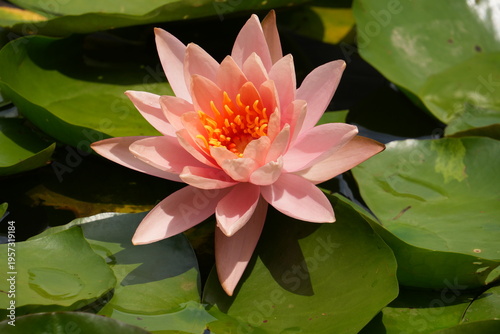 Canvas-taulu Pink Water Lily under the sun-Nymphaea 'Colorado'; Waterlily Pink; Pink WaterLil