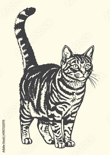 Illustration of a standing tabby cat with striped fur and attentive expression on plain background