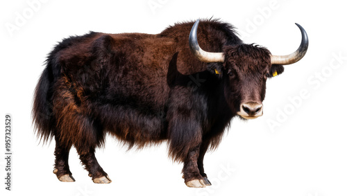 Schilderij op canvas Majestic long-haired brown and black yak with impressive horns standing confiden