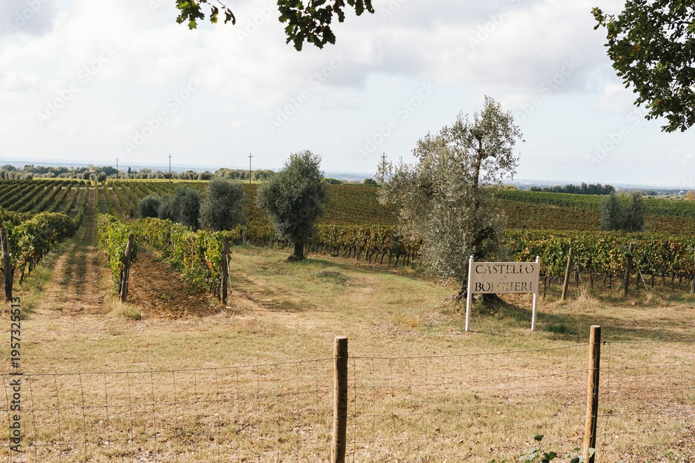 Fototapeta premium Vineyard landscape with estate sign in Bolgheri, Tuscany