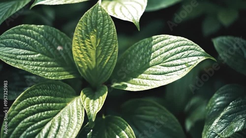 Top-down view of lush green plant leaves with detailed vein textures, moody cinematic foliage background for nature and environment concepts.