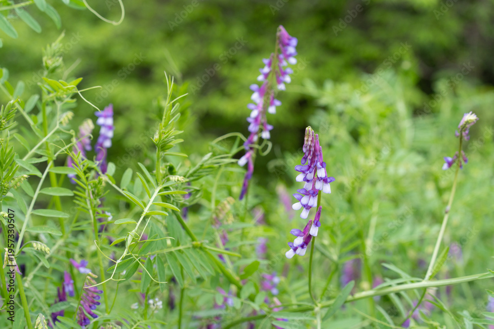 Obraz premium ナヨクサフジの花 Vicia villosa