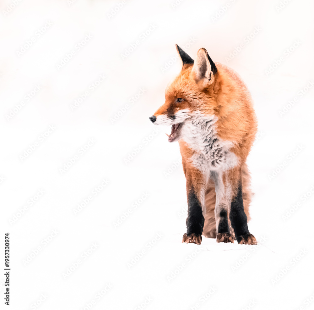 Obraz premium red fox in snow