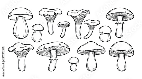 Detailed Hand-Drawn Collection of Various Wild Mushrooms and Edible Fungi, Showcasing Different Species in an Outline Style for Nature-Inspired Illustrations