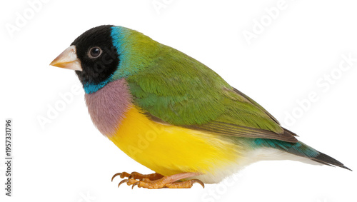 Tableau sur toile Vibrant Gouldian finch with black head, green back, and yellow chest, standing i