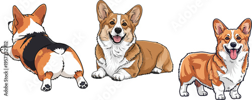 Pembroke Welsh Corgi dog standing smiling splooting relaxed pose set 