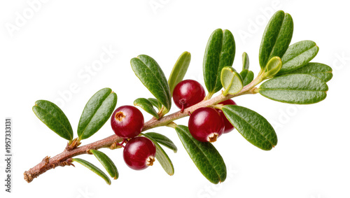 Tableau sur toile Close-up of fresh ripe red cranberries on a green leafy branch, healthy and deli