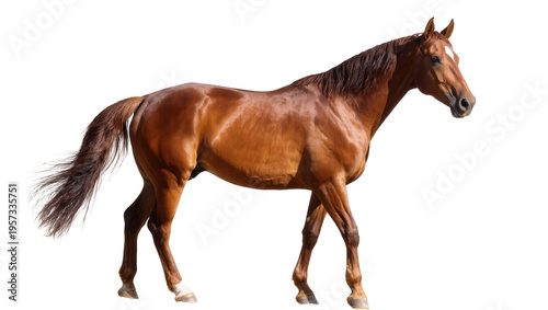 Quadro em tela Beautiful chestnut horse with white blaze standing confidently, elegant full bod