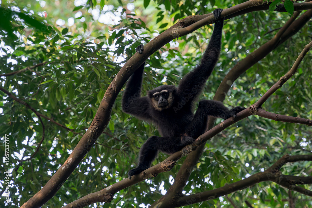 Obraz premium An Agile Gibbon sits on a branch and holds another branch with his arms above his head in the late afternoon in Asia, Malaysia.