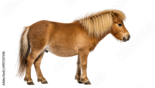 Schilderij op canvas Stunning side profile of a beautiful light brown Icelandic pony with a flowing b