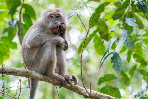 Canvas Print An old Long-tailed Macaque looks bored while eating and sitting on a branch in Asia, Malaysia