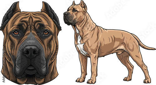Perro de Presa Canario dog standing side profile face portrait pose set