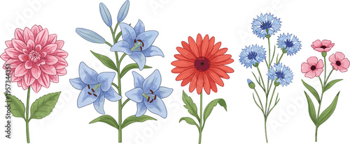 Vector illustration set of garden flowers including pink dahlia blue lilies orange gerbera daisy and cornflowers for botanical wedding and floral design