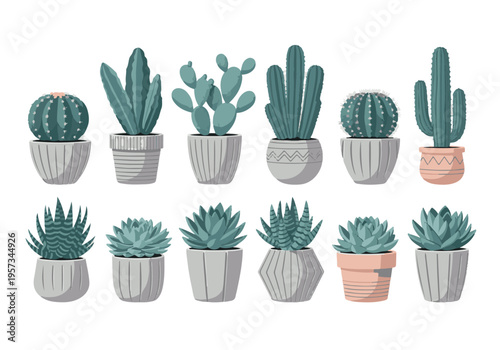 Collection of potted cacti and succulent plants on white background