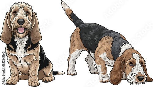 Petit Basset Griffon Vendeen dog sniffing ground sitting smiling pose set
