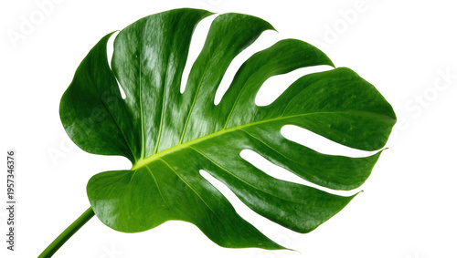 Beautiful lush green tropical Monstera leaf displaying its iconic splits and vibrant color.