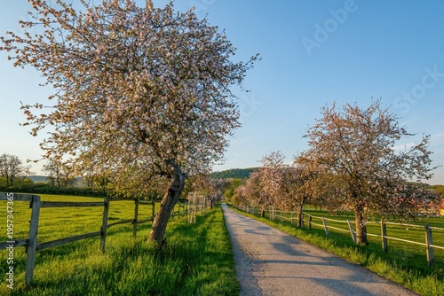 Beautiful countryside road lined with blooming trees during golden hour in Slovakia. Warm sunlight, green fields and spring blossom create peaceful and idyllic rural landscape.