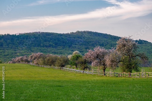 Blooming trees along wooden fence in countryside