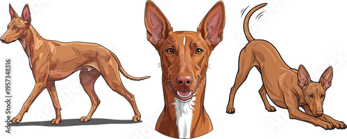 Pharaoh Hound dog smiling headshot walking play bow happy pose set