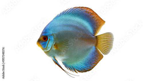 Photos A strikingly beautiful blue discus fish with vivid fins and graceful swimming mo