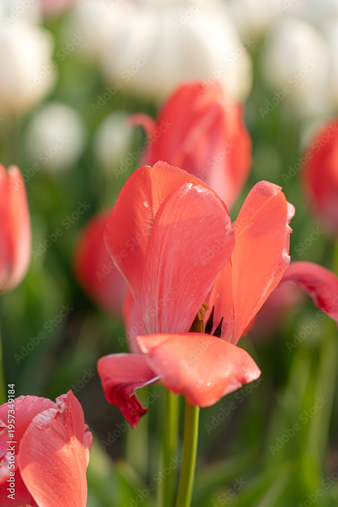 Fototapeta premium Pink tulips as the background