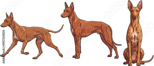 Pharaoh Hound dog standing side profile trotting gait sitting pose set