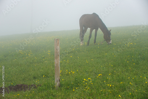 Solitary Horse Grazing In Misty Meadow, Wooden Post In Foreground, Yellow Wildflowers Dot Green Grass, Soft