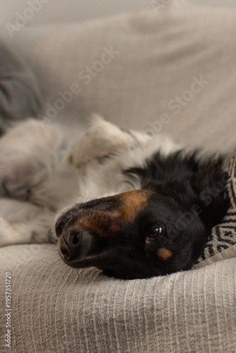 Funny tricolor dog lying upside down on sofa looking at camera with a silly expression