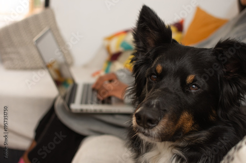 Close-up of Border Collie dog looking at camera with person working on laptop in blurred background
