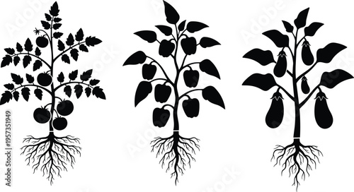 Black silhouette collection of tomato, bell pepper, and eggplant garden plants with edible fruits and detailed root systems isolated on white background for design