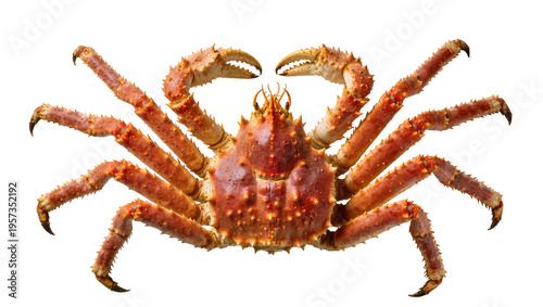 Succulent Alaskan red king crab with thorny shell, a prized delicacy ready for dinner