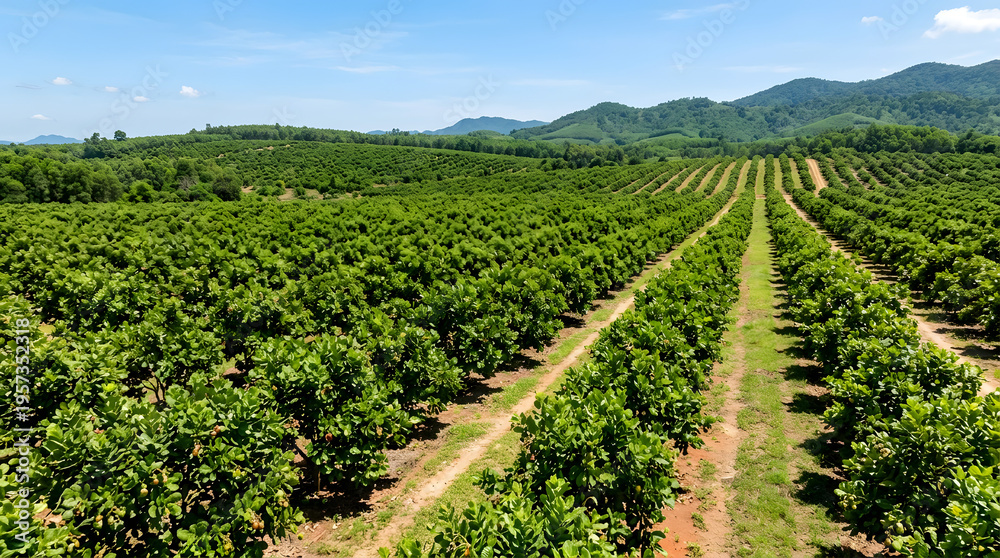 Obraz premium Aerial view of lush cashew tree orchard rows with distant mountains under a clear blue sky